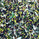 " Belriguardo' "Organic extra virgin olive oil/ Olio extravergine d'oliva Biologico